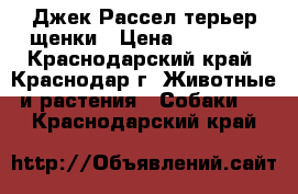 Джек Рассел терьер щенки › Цена ­ 15 000 - Краснодарский край, Краснодар г. Животные и растения » Собаки   . Краснодарский край